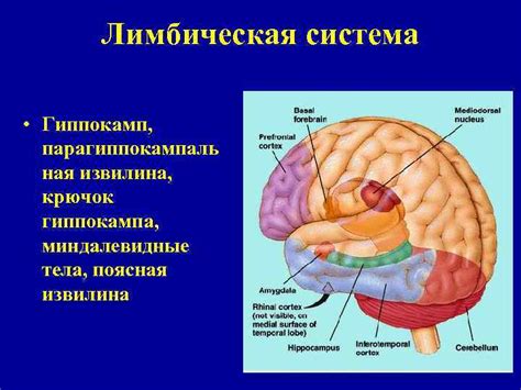 Особенности вазогенного характера полушарий в мелкоочаговой патологии