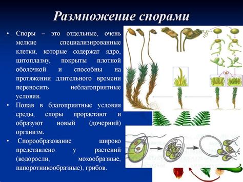 Особенности кормления в период размножения