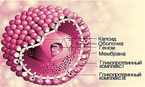 Особенности обнаружения ДНК цитомегаловируса у женщин