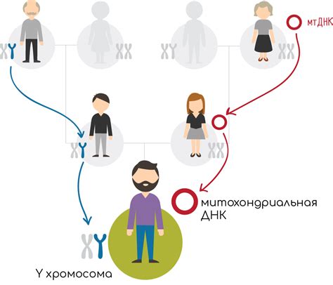 Особенности передачи генов от отца