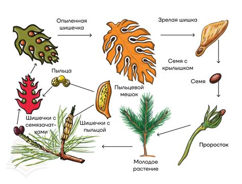 Особенности растения