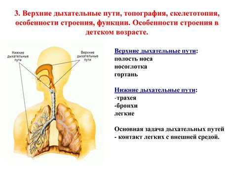 Особенности строения дыхательных путей