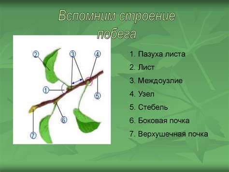 Особенности строения цветковых растений