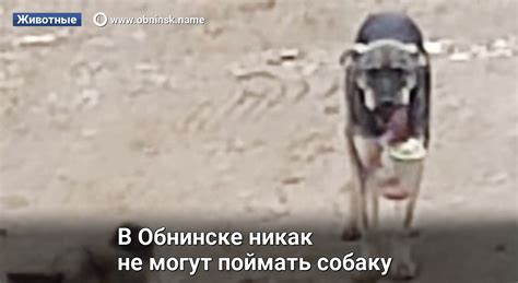 Оставайтесь спокойными и не пытайтесь поймать собаку