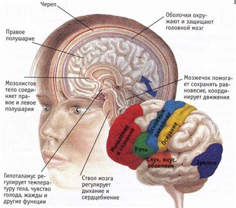 Ответственность коры головного мозга за мышление