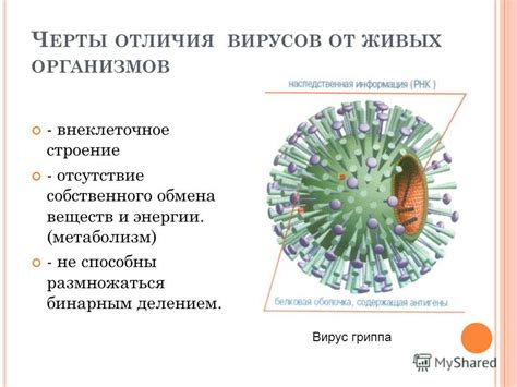 Отличия вирусов от живых организмов