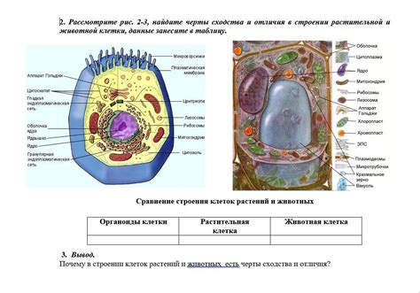 Отличия в строении и внешнем виде