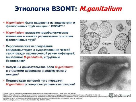 Отличия микоплазмы хоминис и гениталиум: особенности микроорганизмов