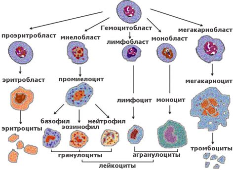 Относительное количество лимфоцитов: индикатор сбалансированности иммунной системы