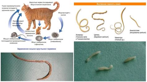 Паразитарные инфекции и гельминты у кота