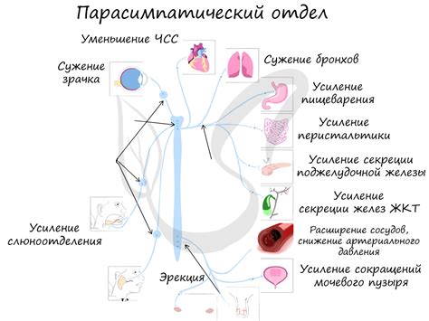 Парасимпатическая нервная система: роль в организме и взаимодействие с симпатической системой