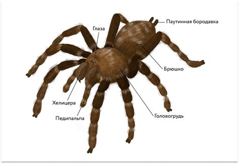 Пауки как предвестники изменений