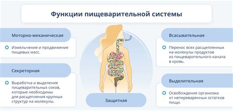 Переваривание пищи в организме и его значение