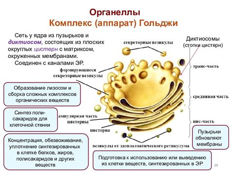 Переработка и упаковка веществ в аппарате Гольджи