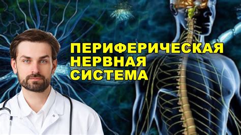 Периферическая нервная система: роль и взаимодействие