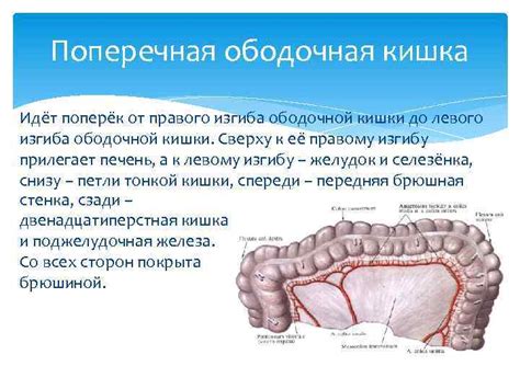 Петля ободочной кишки