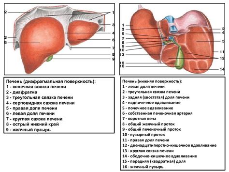 Печень - структура и функции