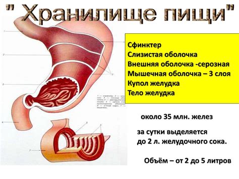 Пищеварение и образование газов