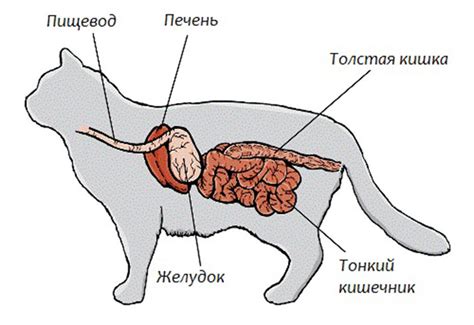 Пищеварение кошки: советы и рекомендации