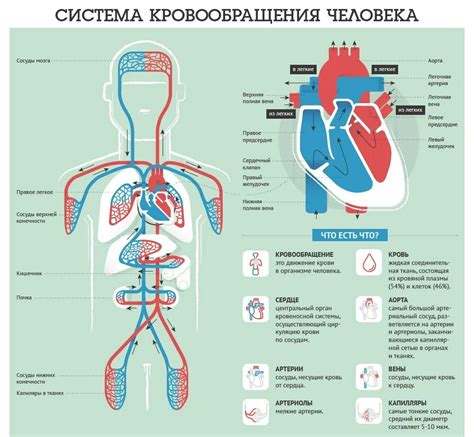 Плохая циркуляция крови в области век