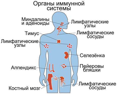 Плохое питание и сниженная иммунная система