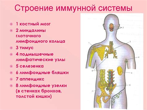 Повышение общей иммунной системы