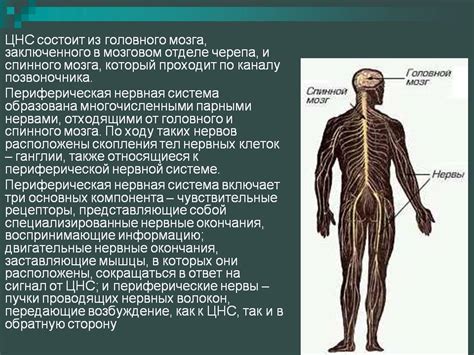 Повышенная активность нервных окончаний