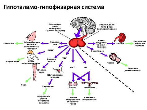 Подборки гены и гормональный фактор