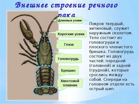 Подбор подходящего вида насекомых