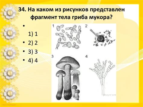 Подготовка к определению гриба по синеве