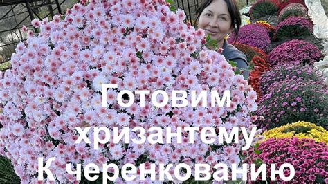 Подготовка хризантемы к цветению