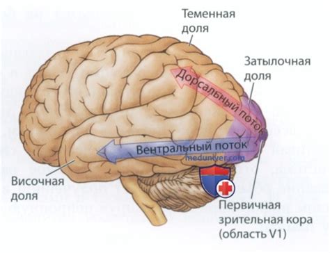 Поддержка функционирования нервной системы