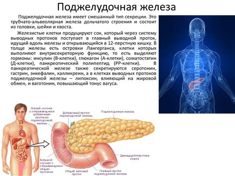 Поджелудочная железа и ее роль в пищеварительном процессе