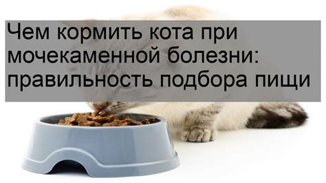 Полезная диета для кота