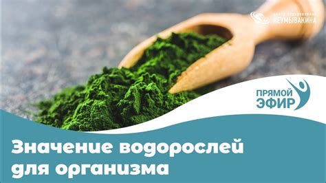 Полезные свойства водорослей для организма