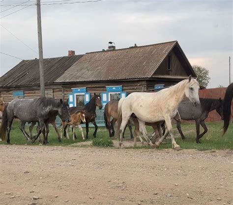 Полное или частичное наблюдение табуна лошадей