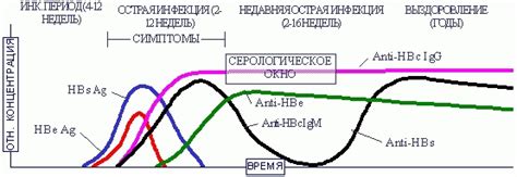 Положительный Anti Hbcor Ag: значение и основные аспекты