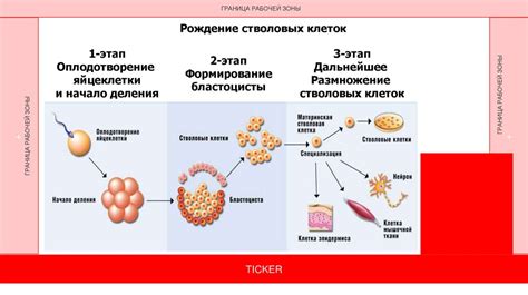 Понятие и классификация стволовых клеток