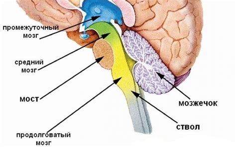 Последствия дисфункции неспецифических срединных структур головного мозга