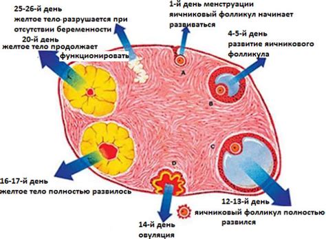 Последствия наличия фолликулов в яичниках у женщин