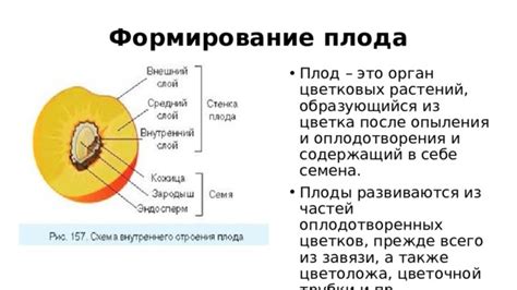 Последствия оплодотворения для развития плода и семян