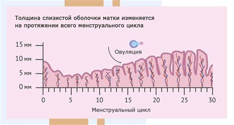 Последствия эндометрия 4 мм у женщин