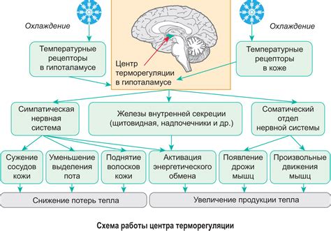 Постепенная адаптация