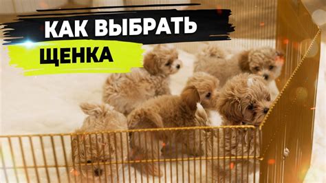 Постоянно наблюдайте и корректируйте поведение щенка