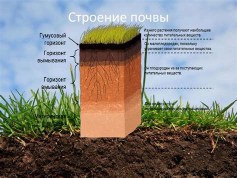 Почему важно обратить внимание на состав почвы?