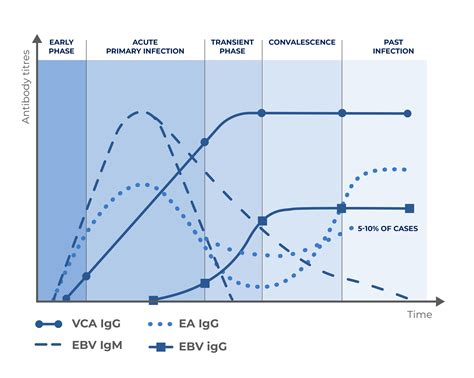 Почему важно проверять уровень анти EBV IgG EA