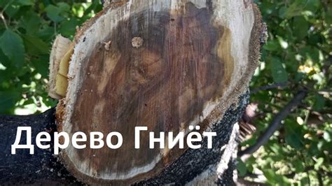 Почему возникает гниение дерева?