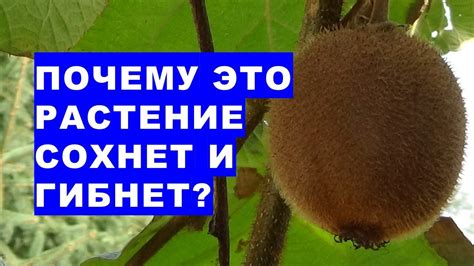 Почему кисть может засохнуть: