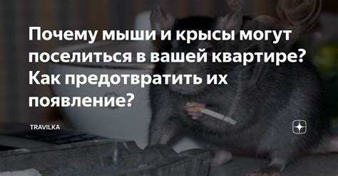 Почему мыши и крысы поселяются в домах?