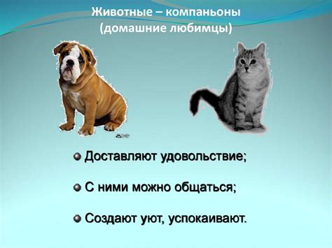 Почему мы должны любить кошек?